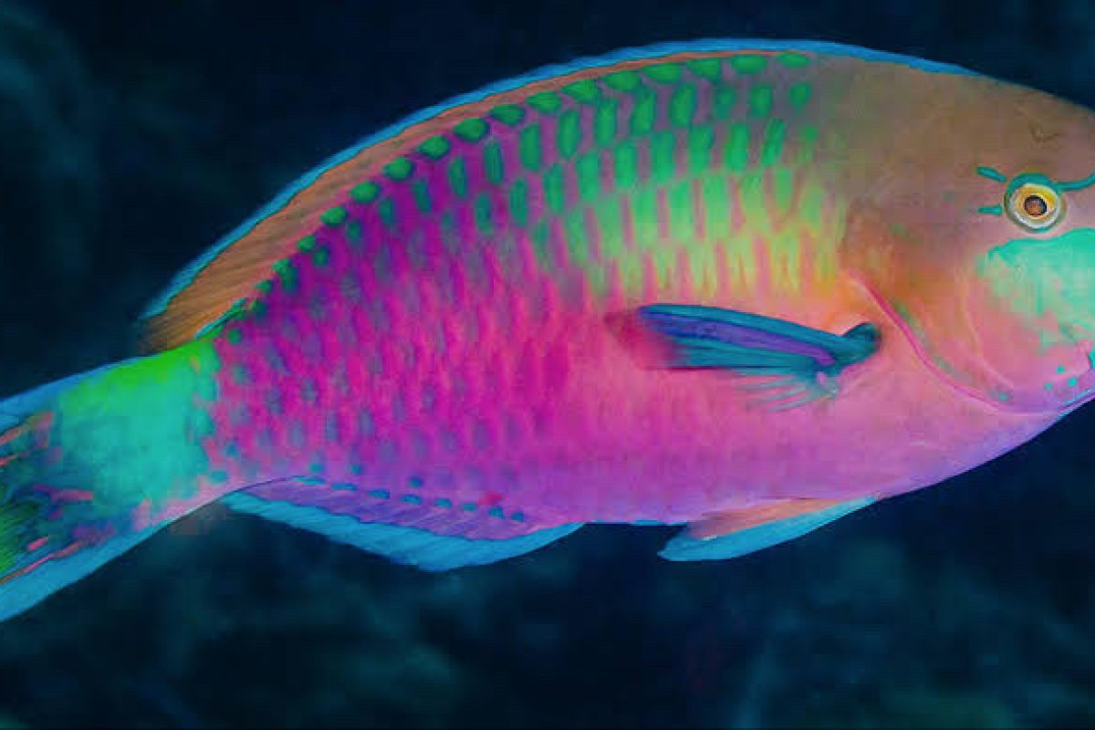 MicrosoftTeams-image (13)